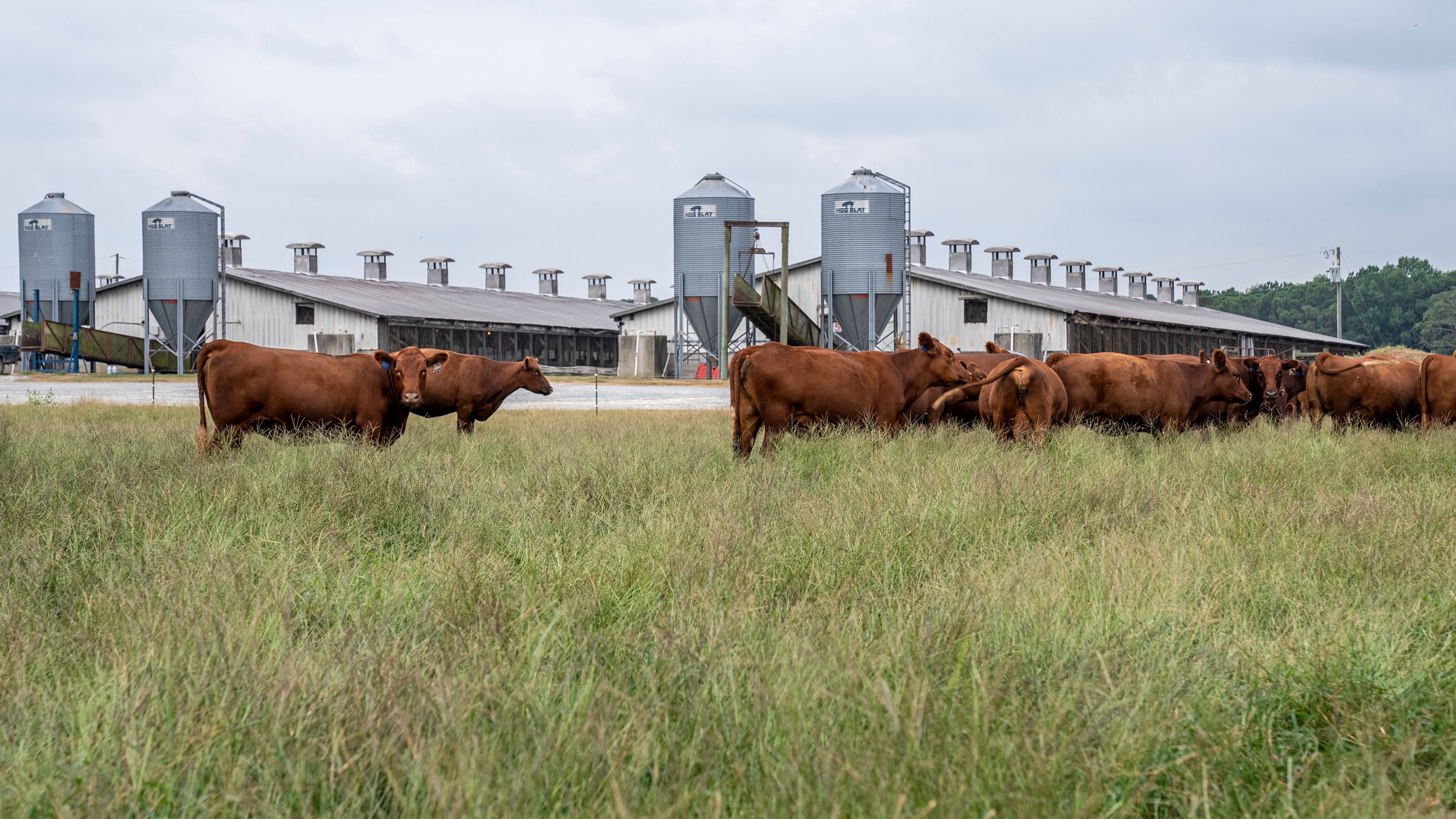 Dairy Farm Recruitment